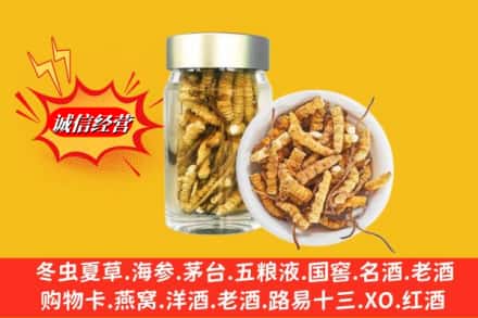 黔南州瓮安回收散虫草